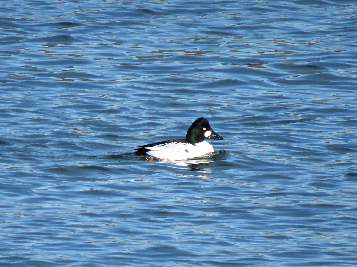 Common Goldeneye - ML139383861