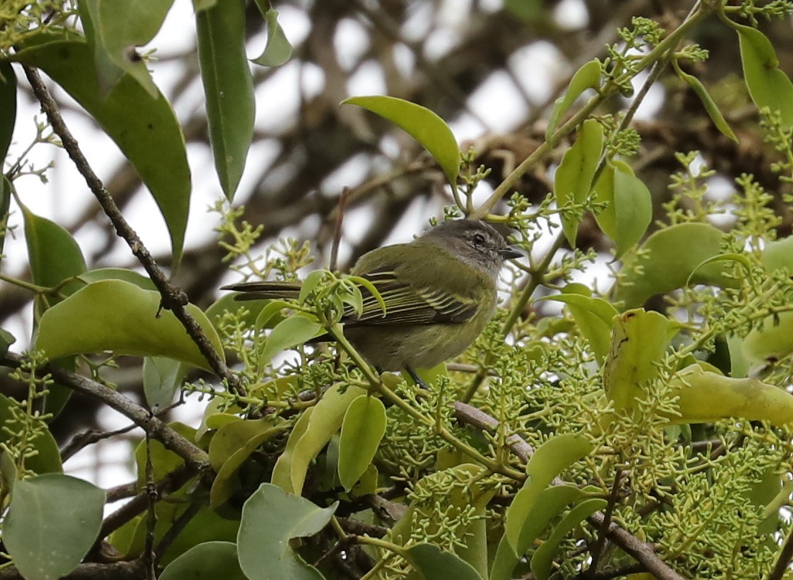 Gray-capped Tyrannulet - ML139384101