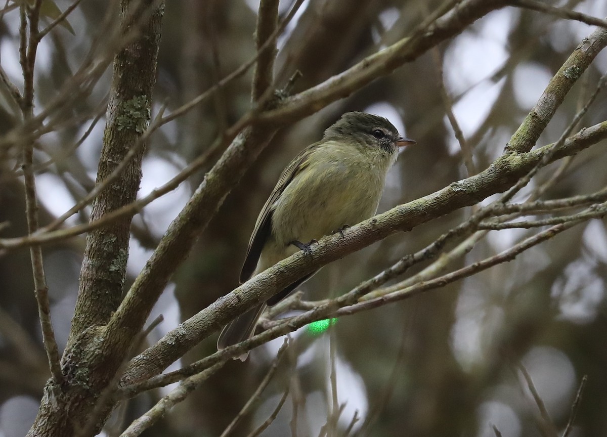 Rough-legged Tyrannulet - ML139384171