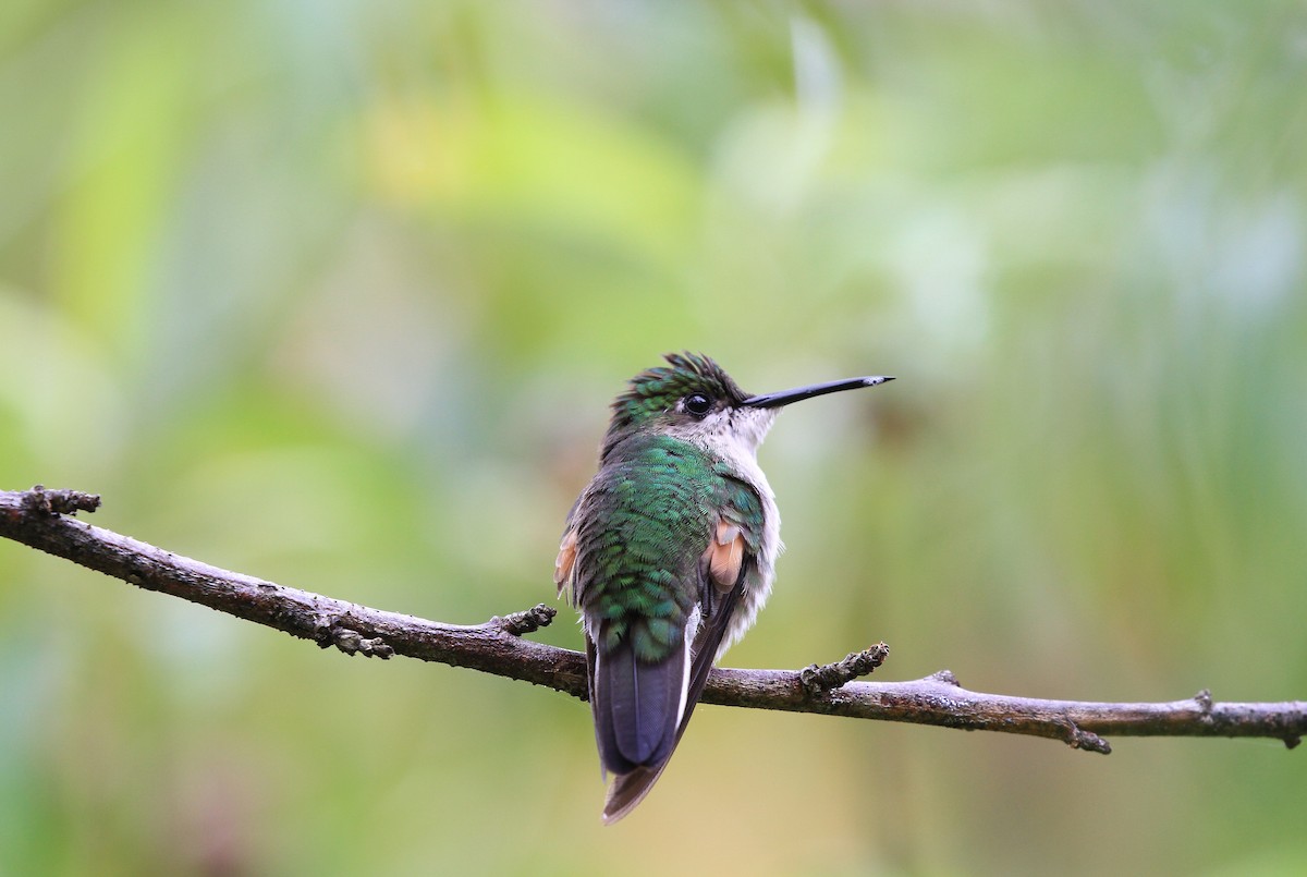 Stripe-tailed Hummingbird - ML139384181