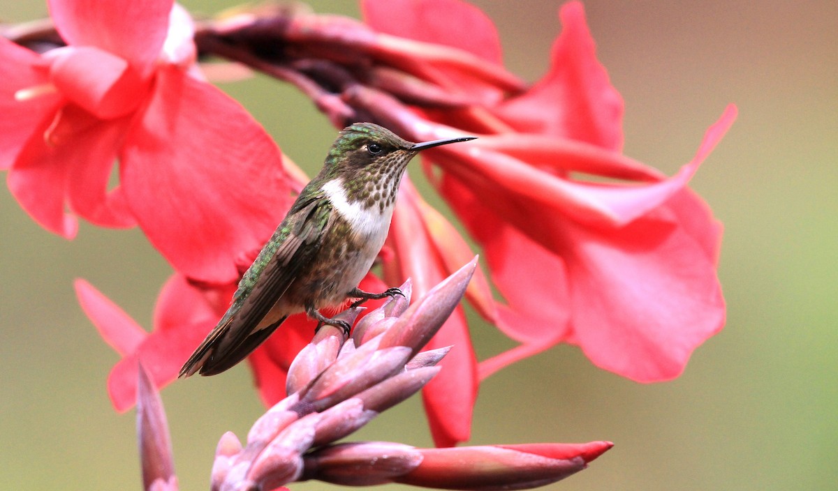 Volcano Hummingbird - ML139384291