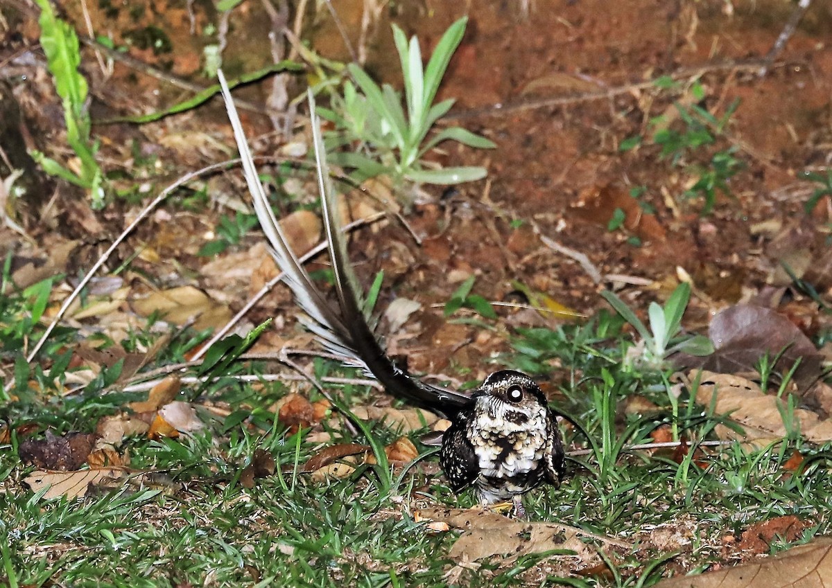 Long-trained Nightjar - ML139384351