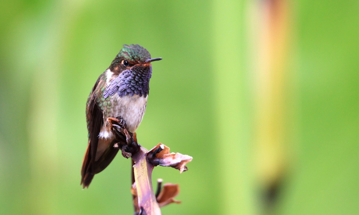 Volcano Hummingbird - ML139384361