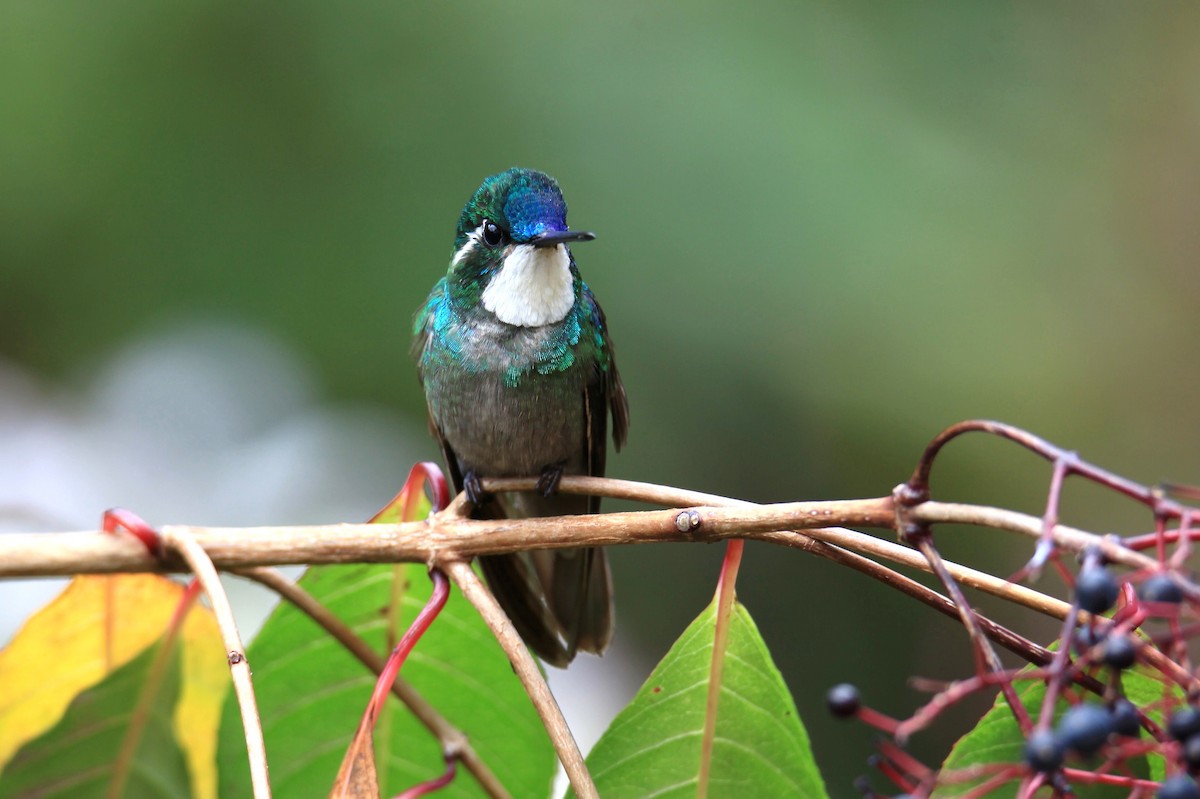 White-throated Mountain-gem - ML139384401