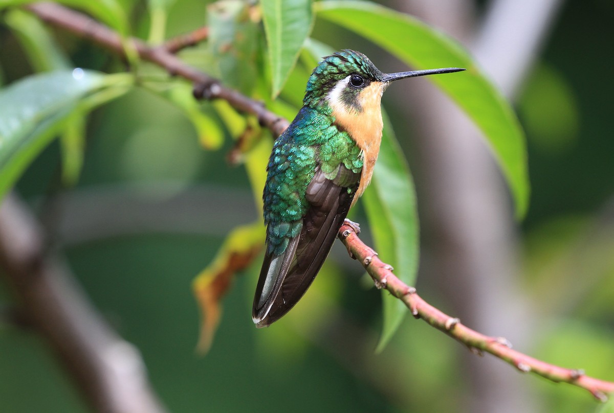 White-throated Mountain-gem - ML139384581