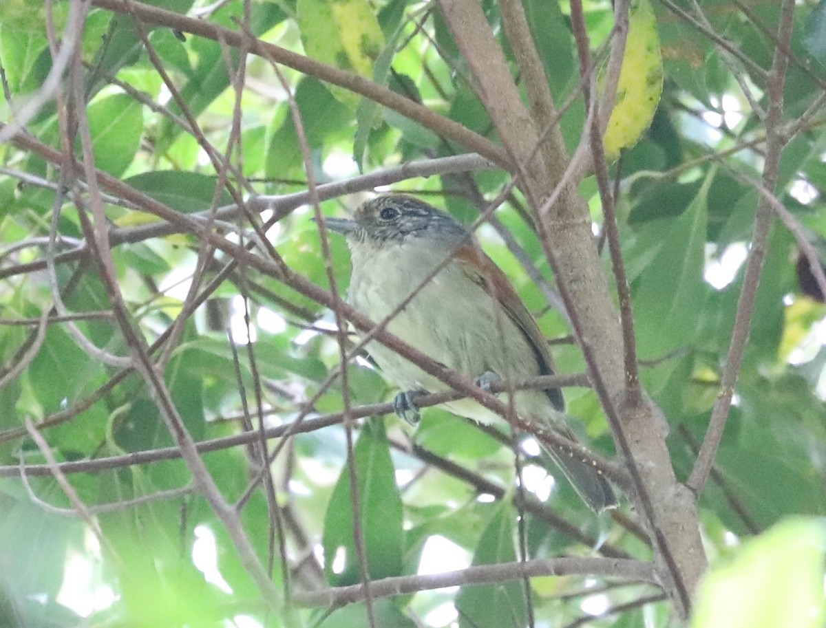 Rufous-backed Antvireo - ML139384941