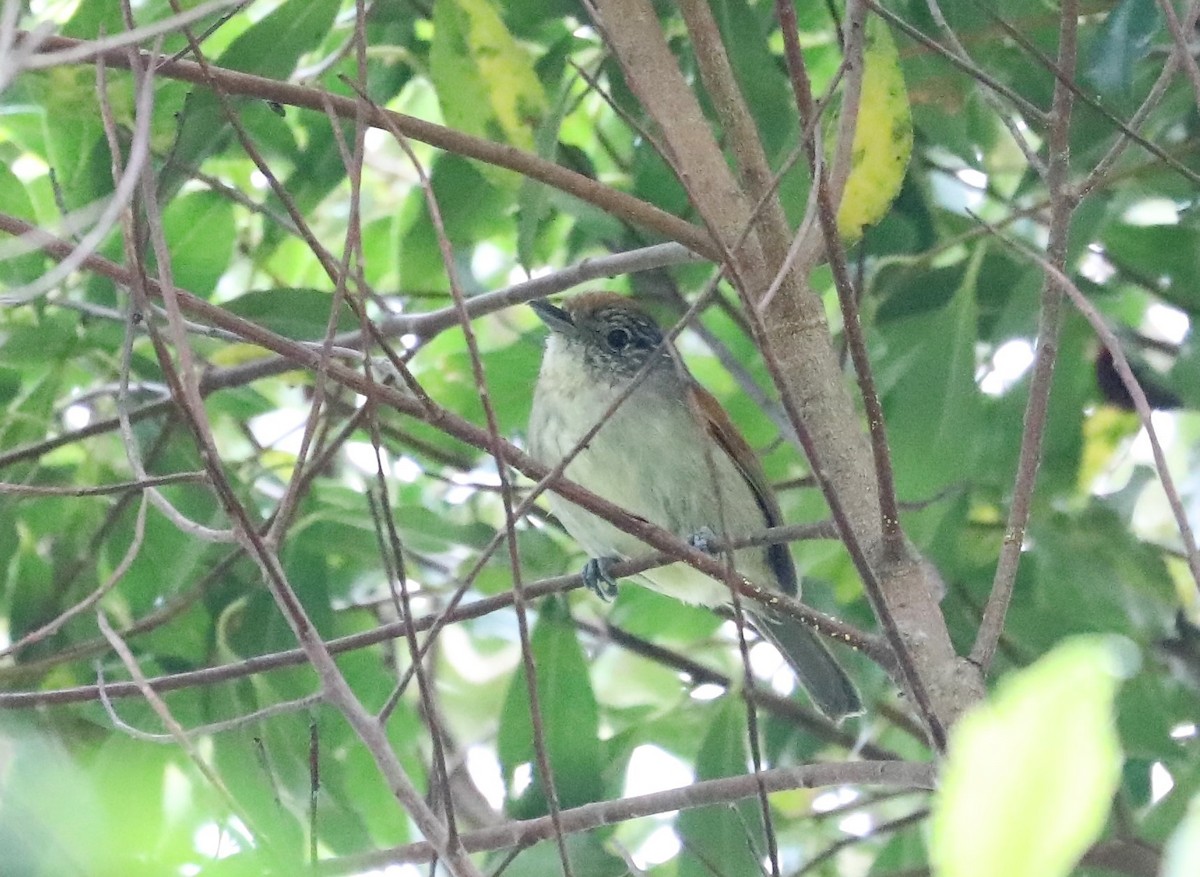 Rufous-backed Antvireo - ML139384961