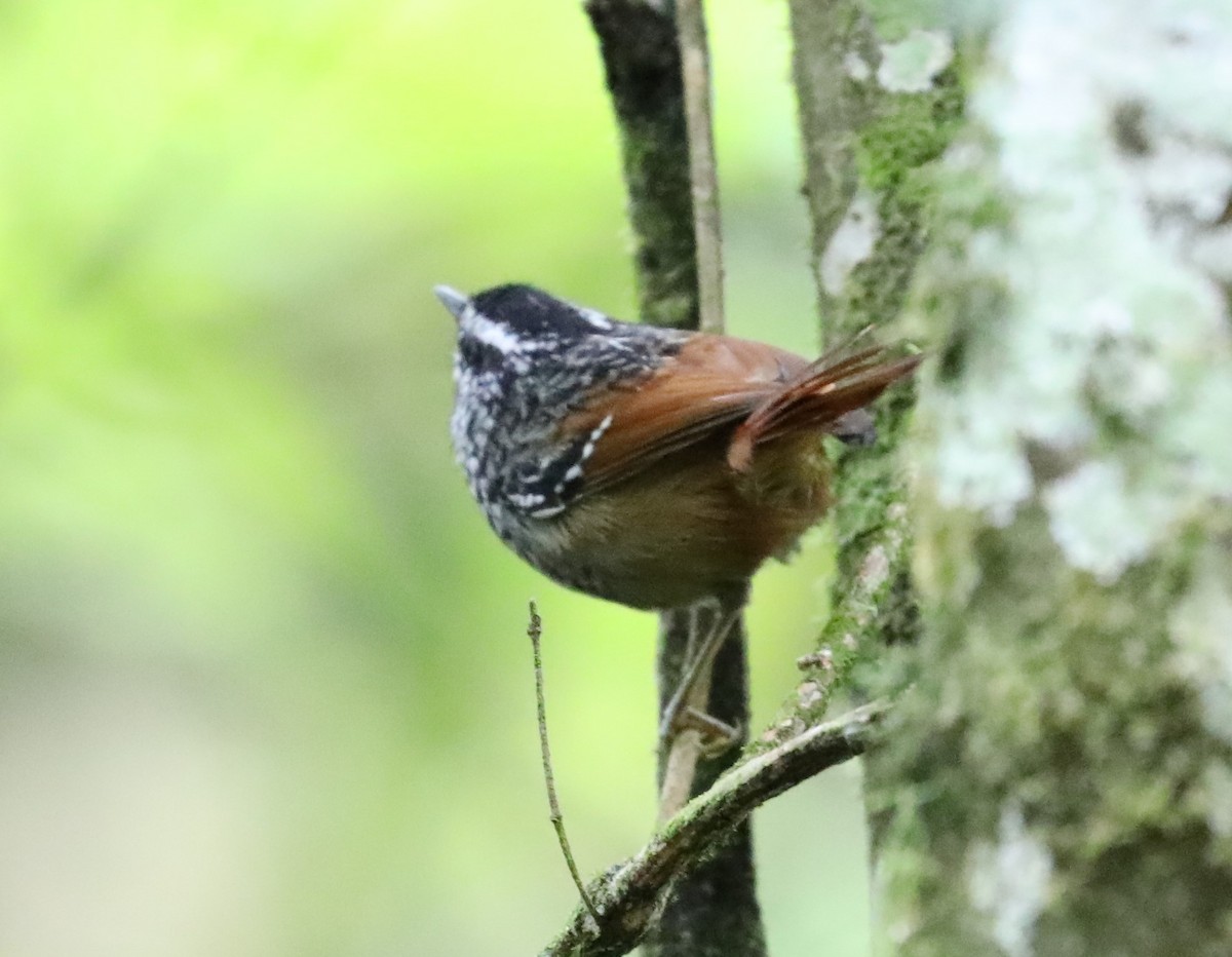 Rufous-tailed Antbird - ML139385041