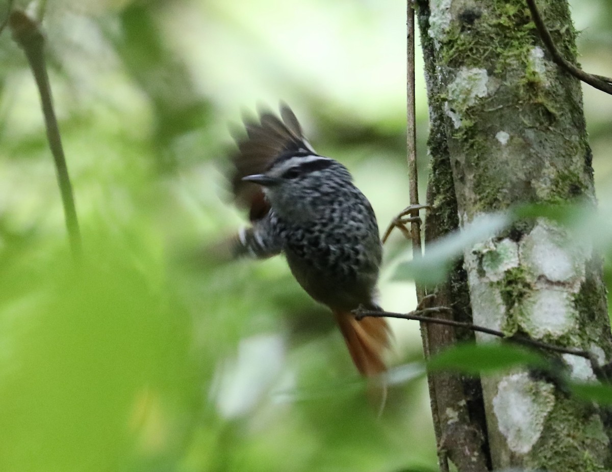 Rufous-tailed Antbird - ML139385051