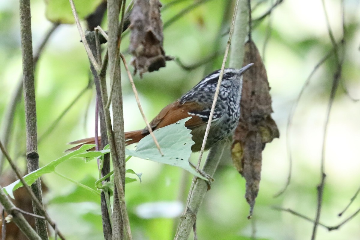 Rufous-tailed Antbird - ML139385061