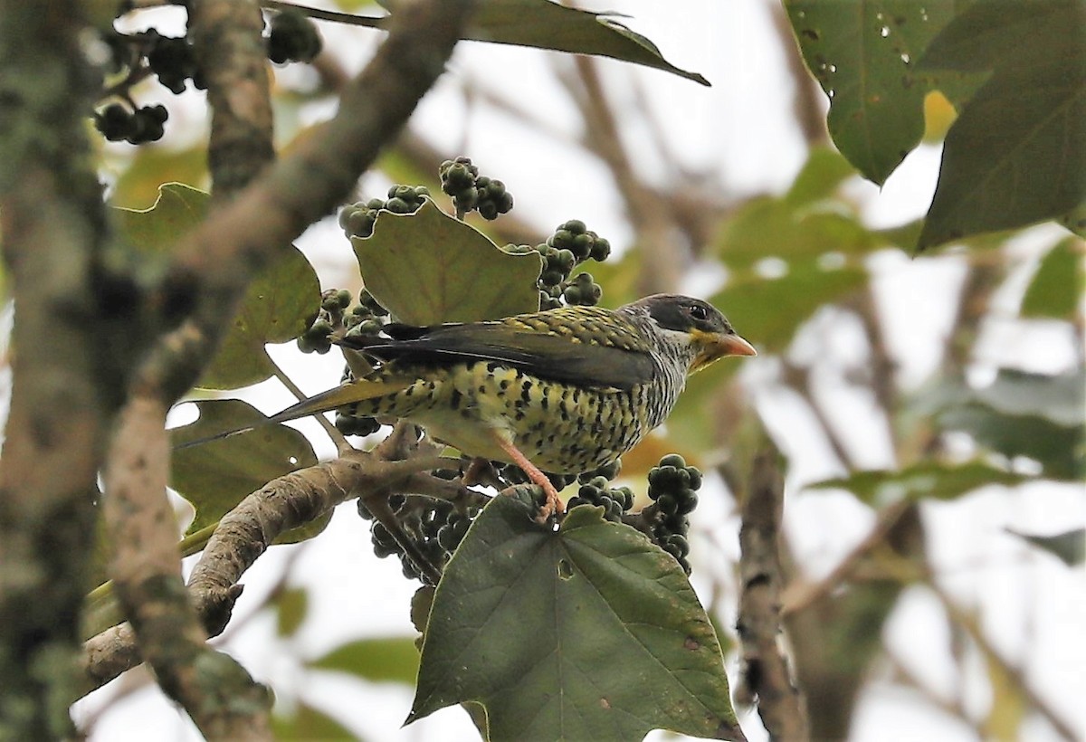 Swallow-tailed Cotinga - ML139385181