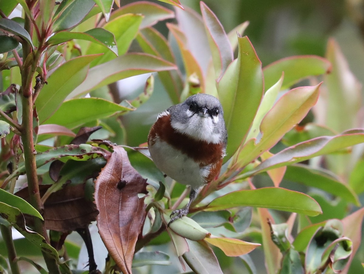 Bay-chested Warbling Finch - ML139385331