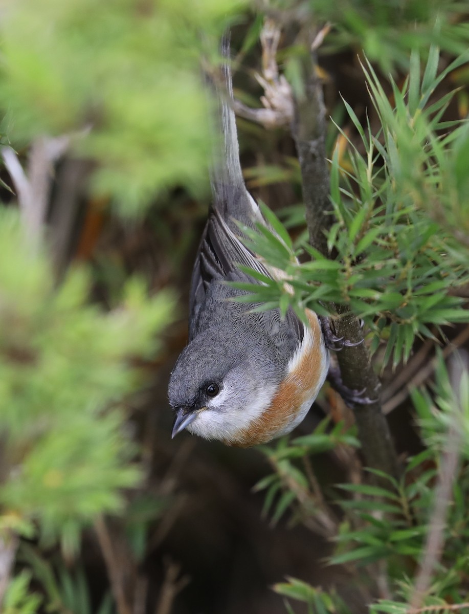 Bay-chested Warbling Finch - ML139385341