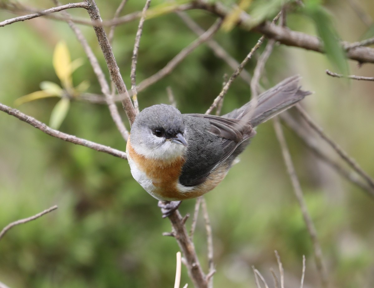 Bay-chested Warbling Finch - Rob Van Epps