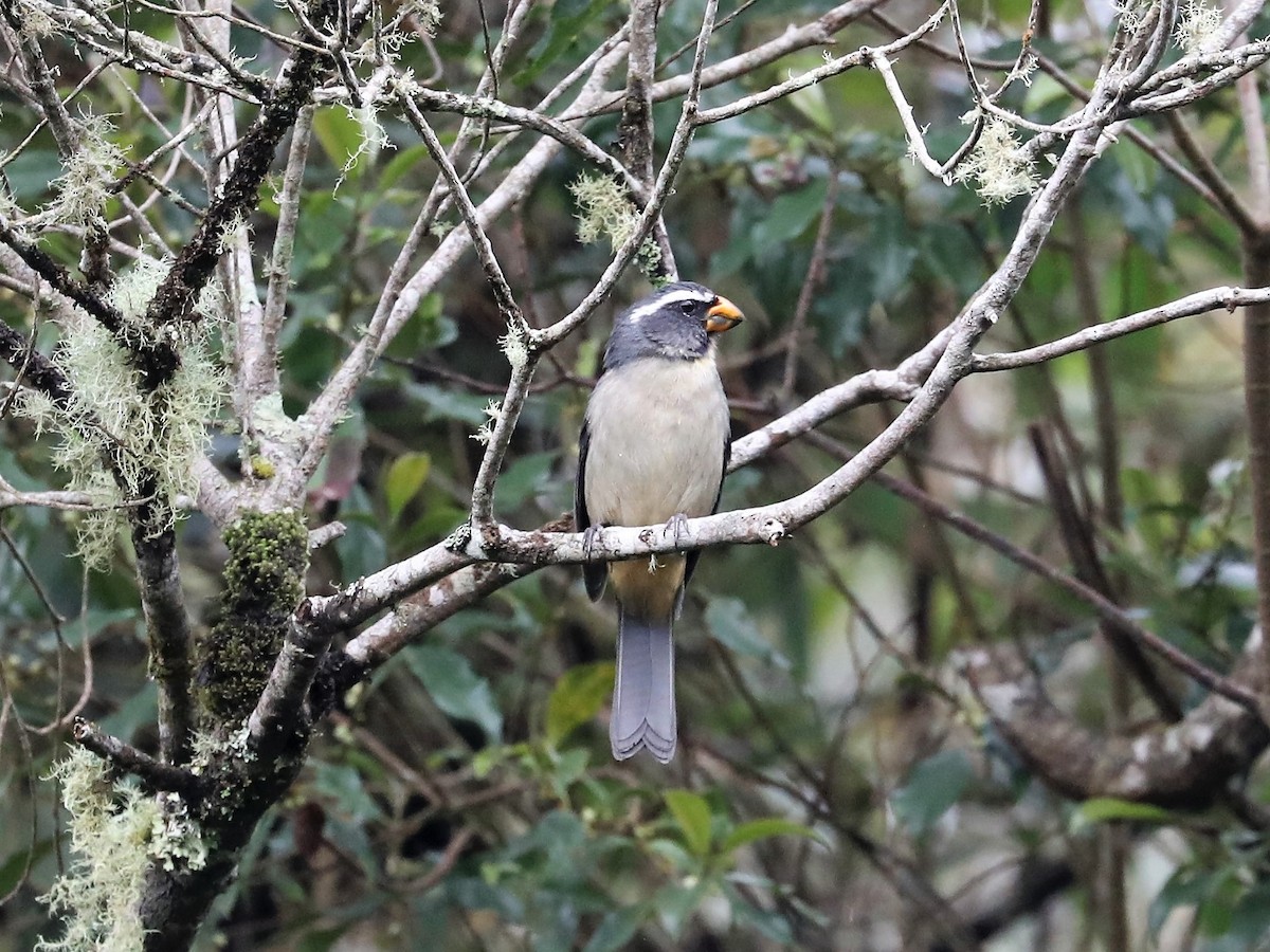 Saltator à bec épais - ML139385521