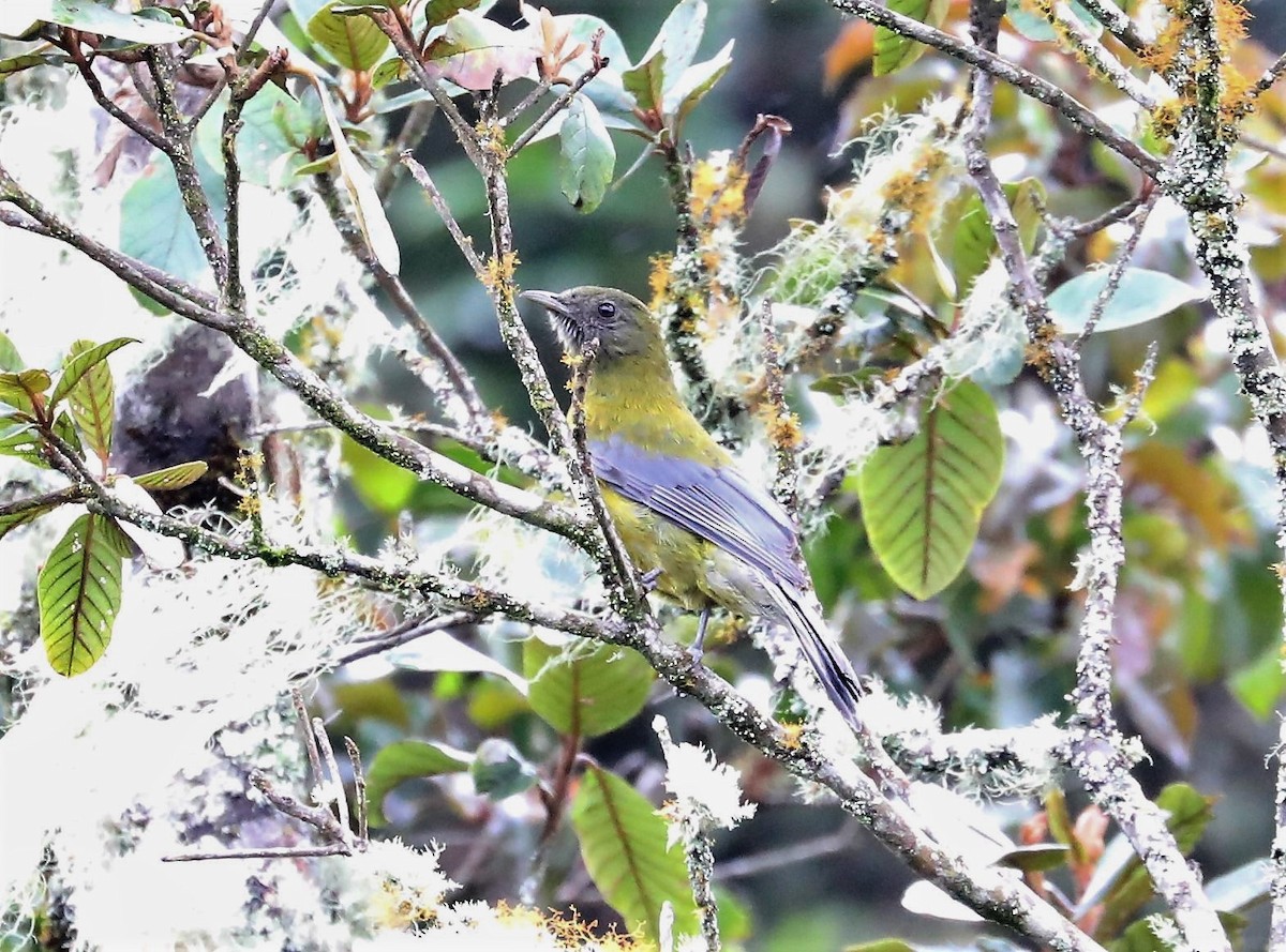 Gray-winged Cotinga - ML139385561