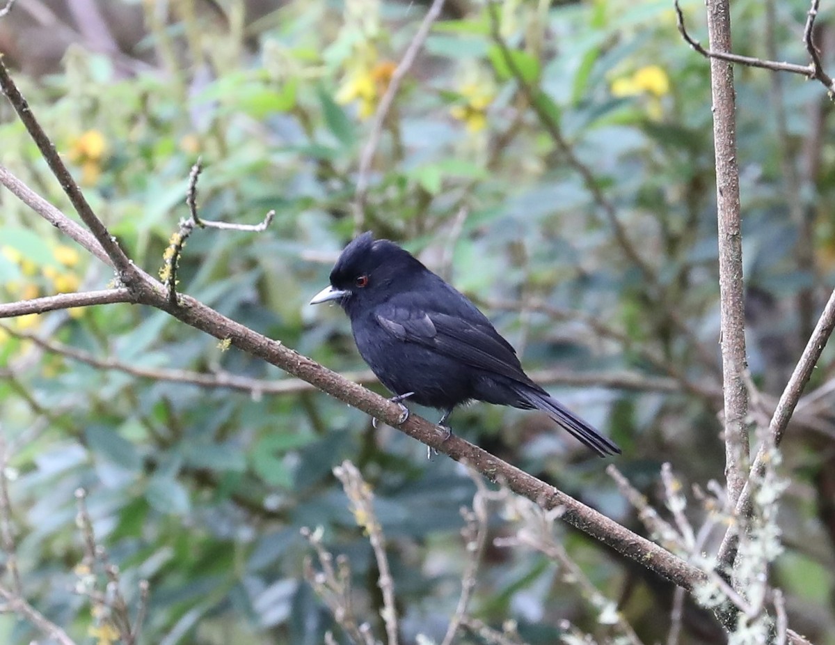 Blue-billed Black-Tyrant - ML139385661