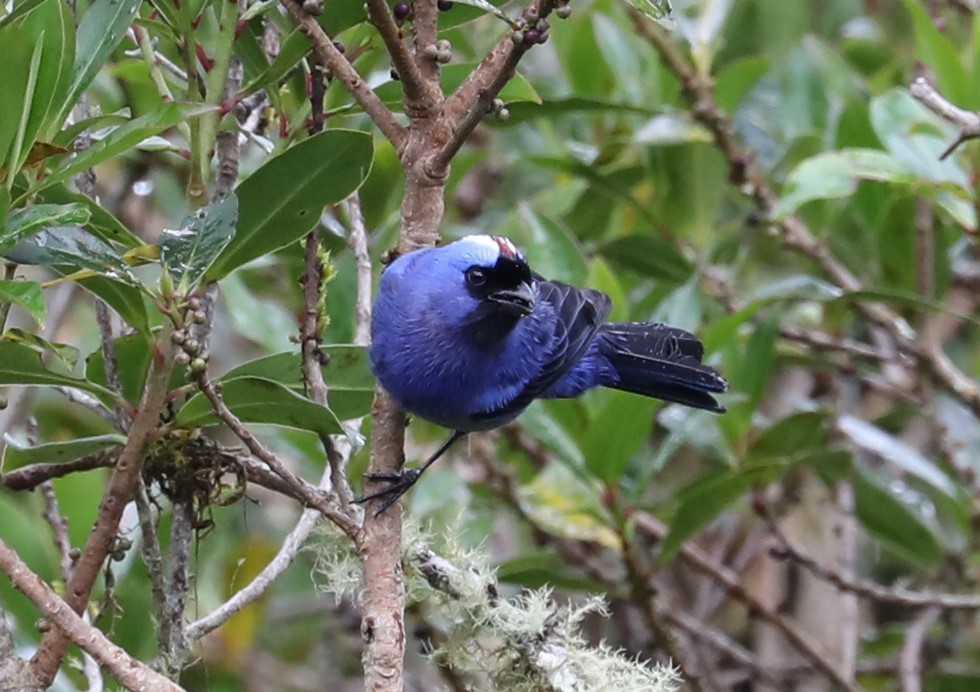 Diademed Tanager - ML139385741