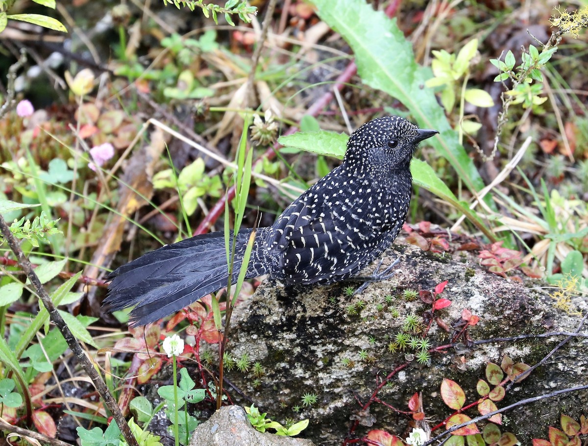 Large-tailed Antshrike - ML139385841