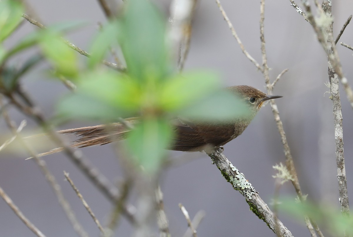 Itatiaia Spinetail - ML139386051