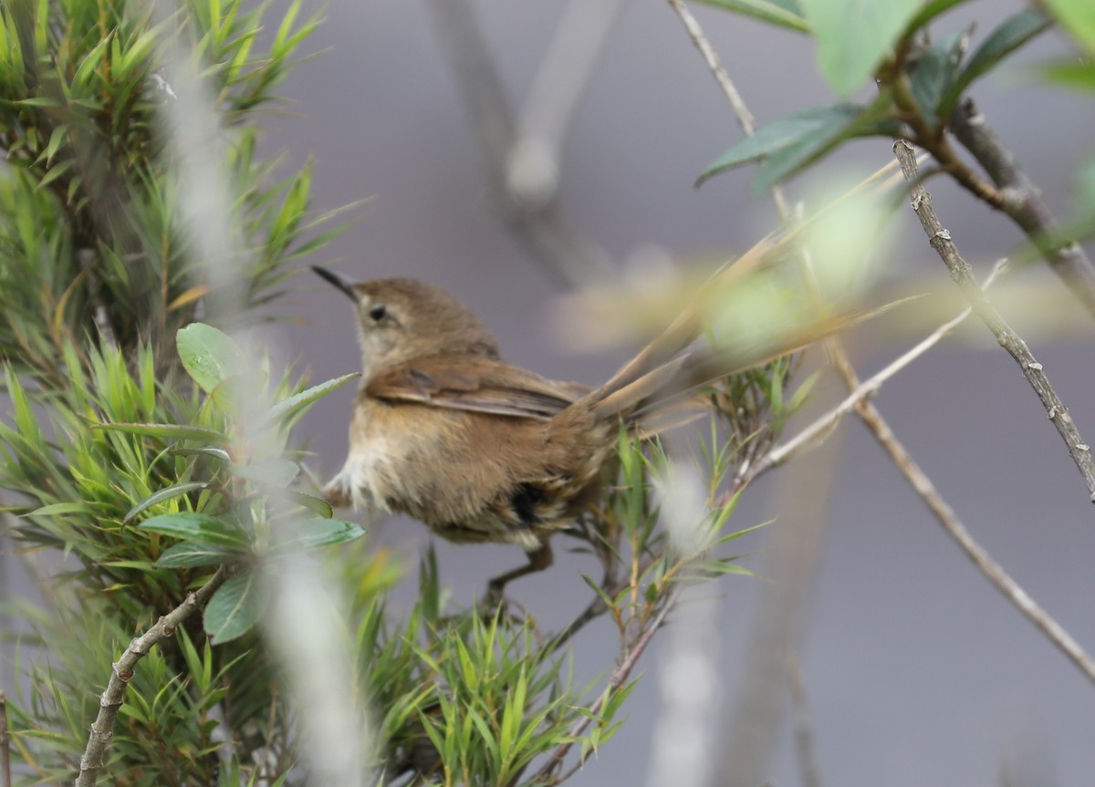 Itatiaia Spinetail - ML139386061