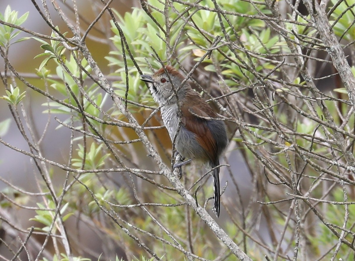 Rufous-capped Antshrike - Rob Van Epps