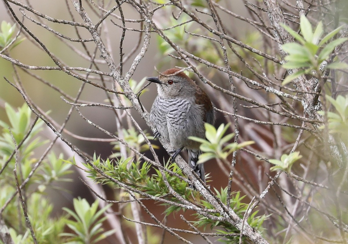 Rufous-capped Antshrike - Rob Van Epps