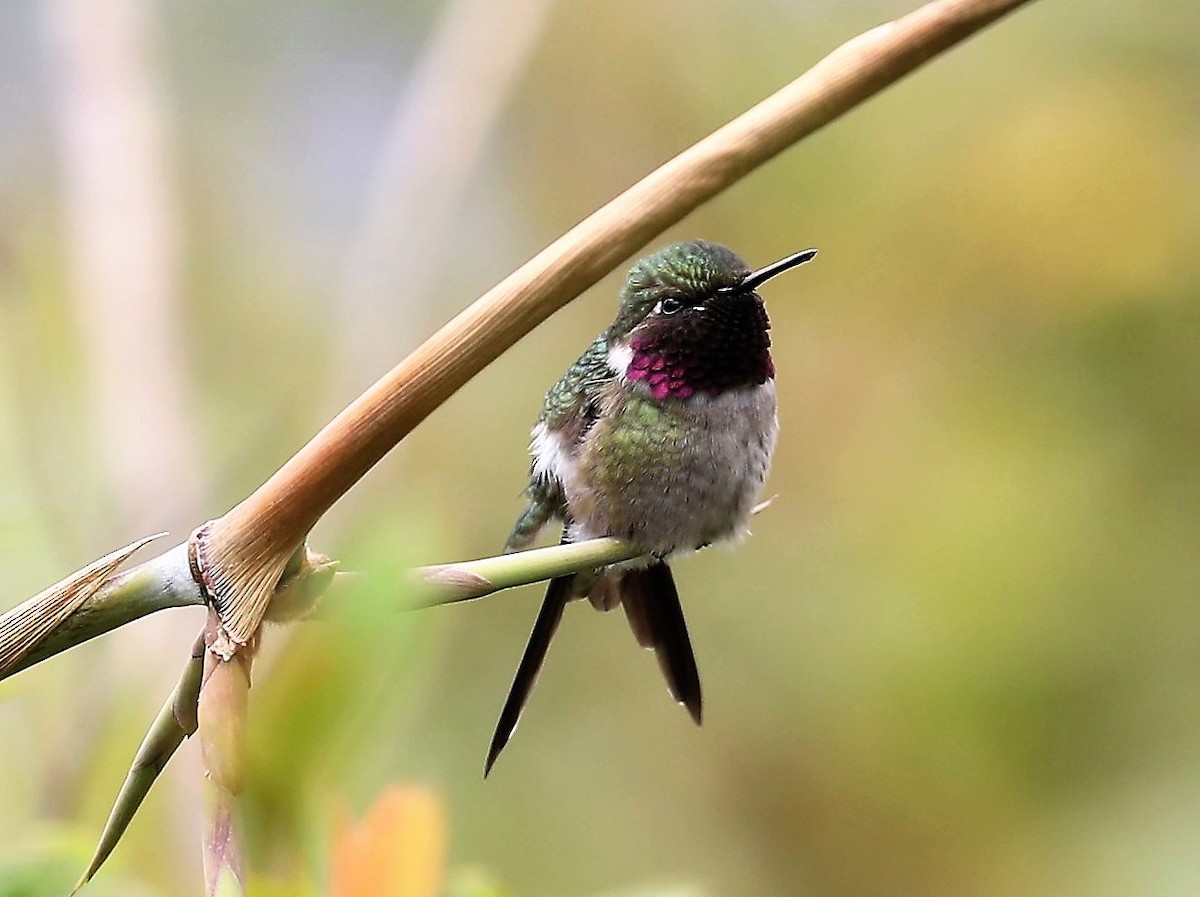 Colibri améthyste - ML139386551