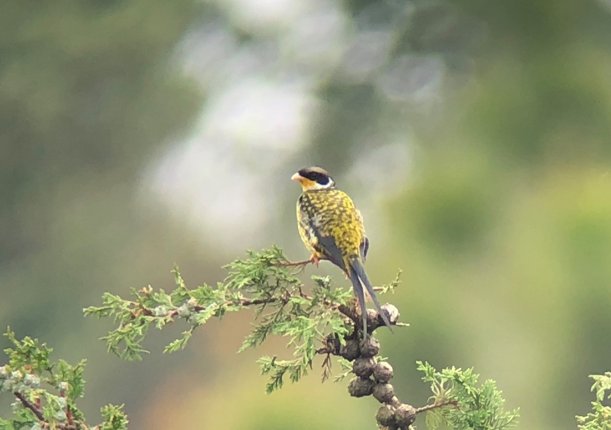 Swallow-tailed Cotinga - ML139386821