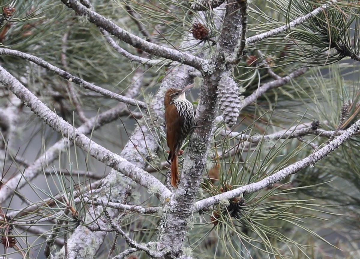 Scaled Woodcreeper - ML139386881