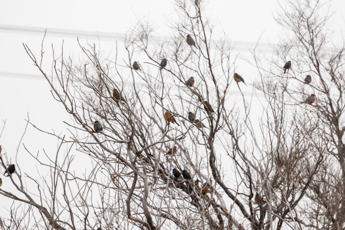 American Robin - ML139389071