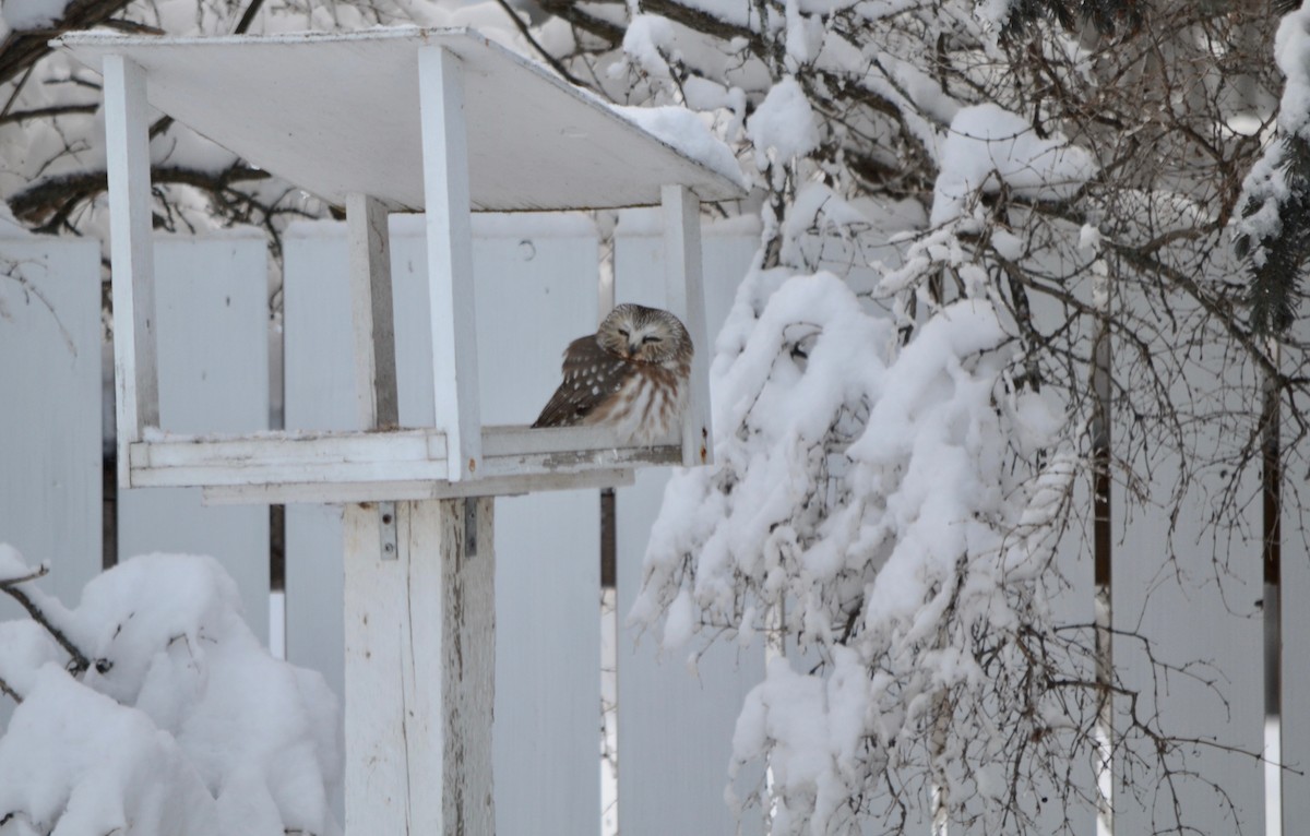 Northern Saw-whet Owl - ML139390221