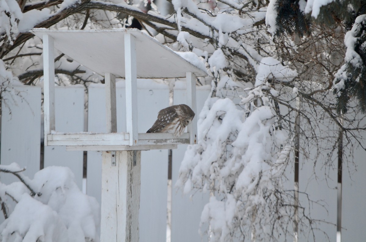 Northern Saw-whet Owl - ML139390231