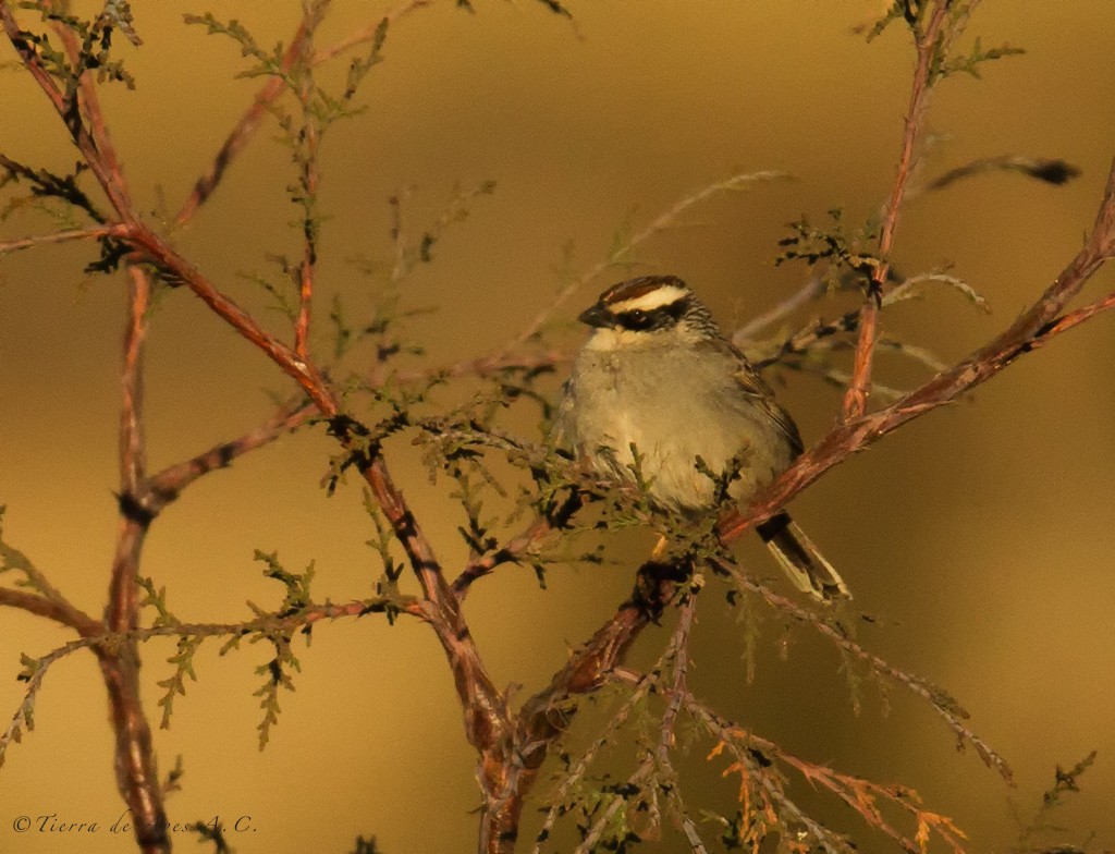 Striped Sparrow - manuel grosselet