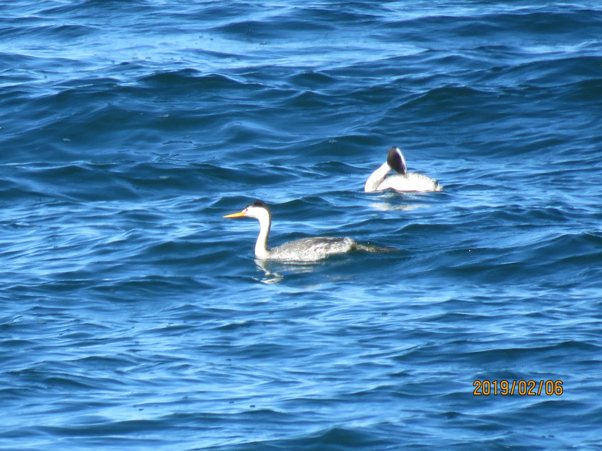 Clark's Grebe - ML139393391