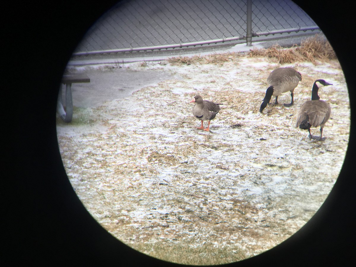 Greater White-fronted Goose - ML139393641