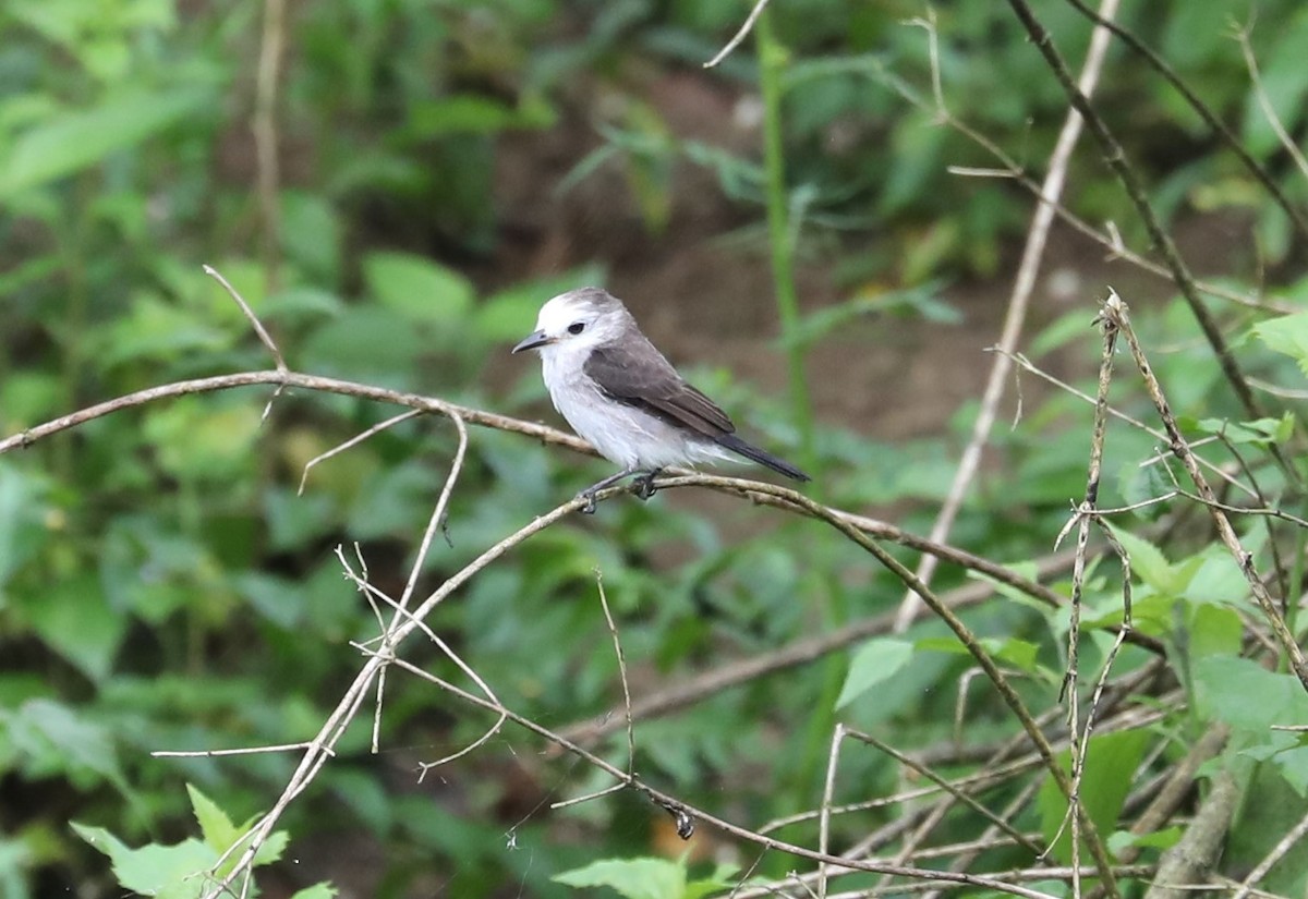 White-headed Marsh Tyrant - ML139393941