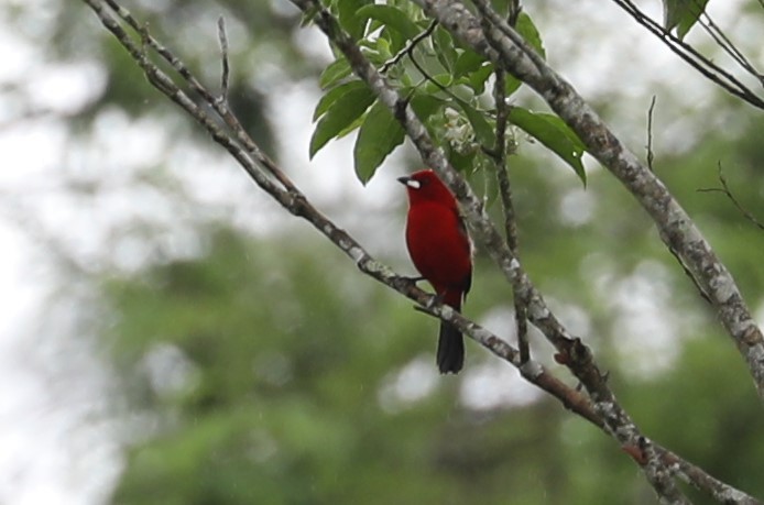 Brazilian Tanager - ML139394061