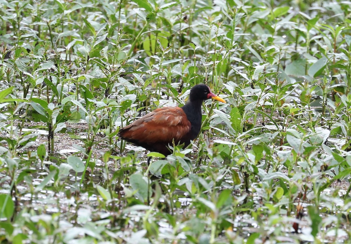 Wattled Jacana - Rob Van Epps