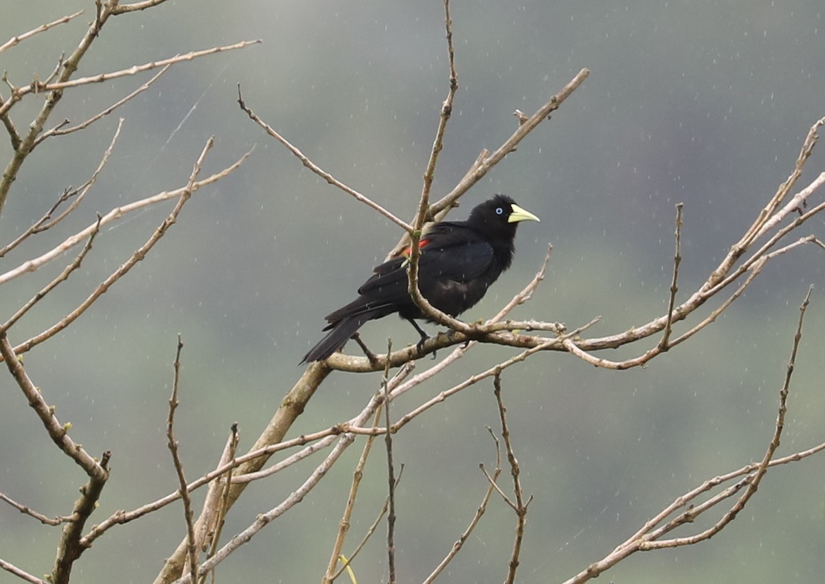 Red-rumped Cacique - ML139394501