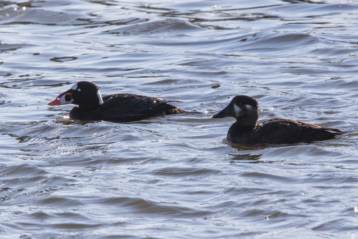 Surf Scoter - ML139394541