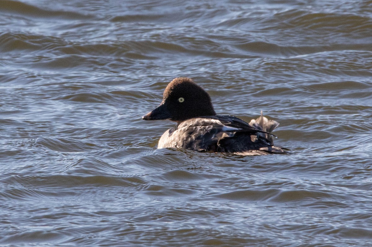 Common Goldeneye - ML139394561