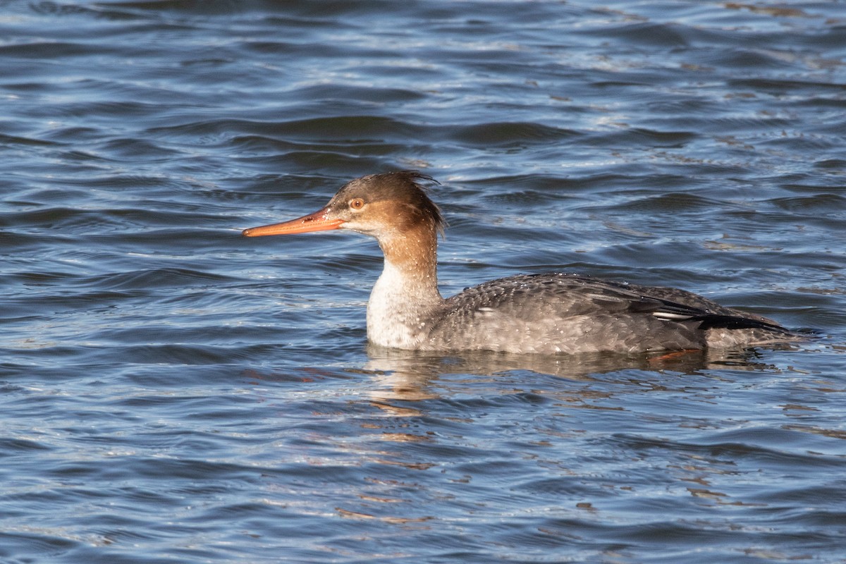 Red-breasted Merganser - ML139394641