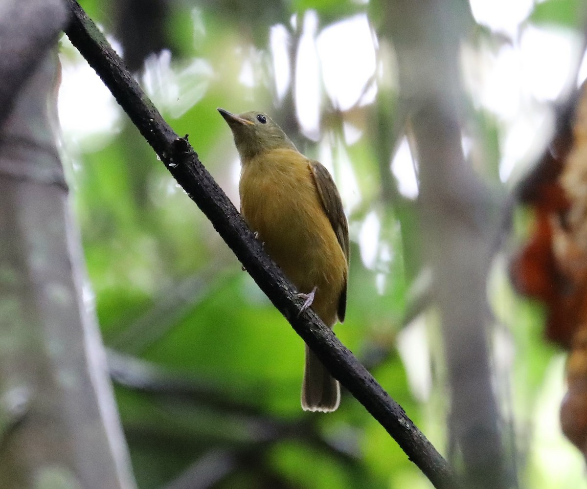 Ochre-bellied Flycatcher - ML139394661