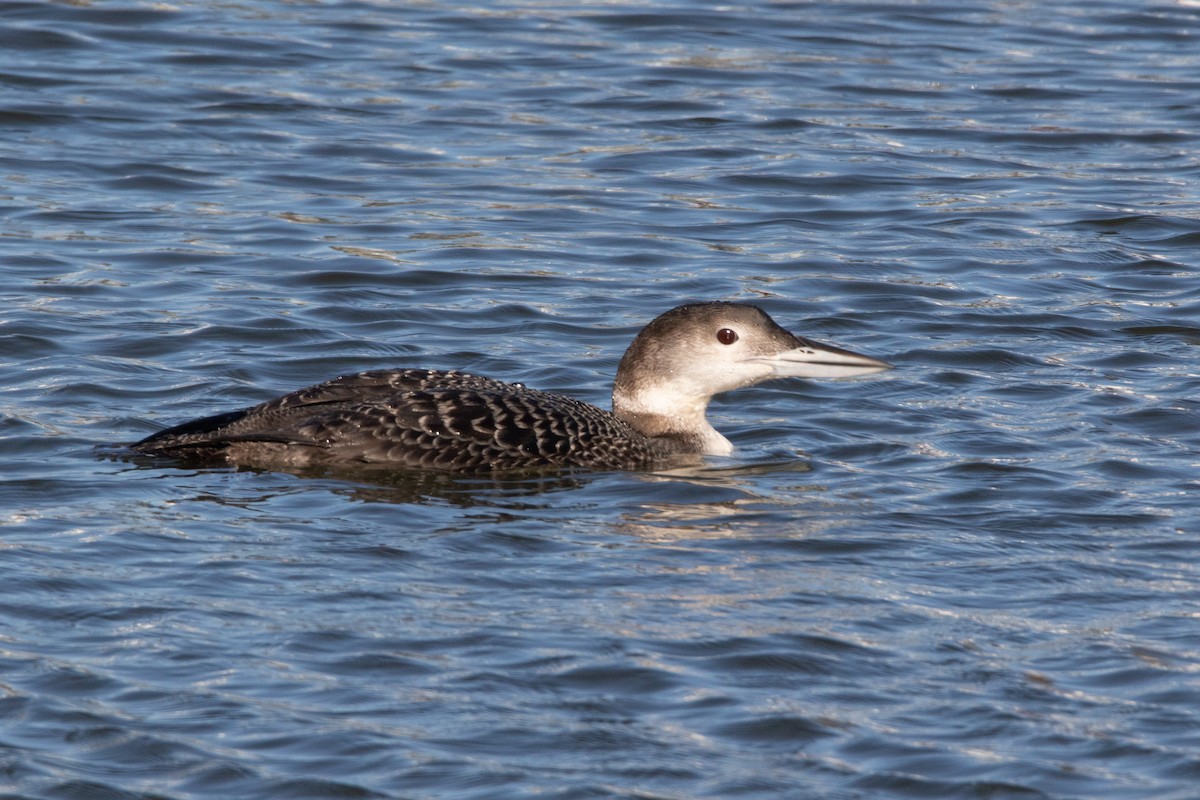 Common Loon - ML139394771