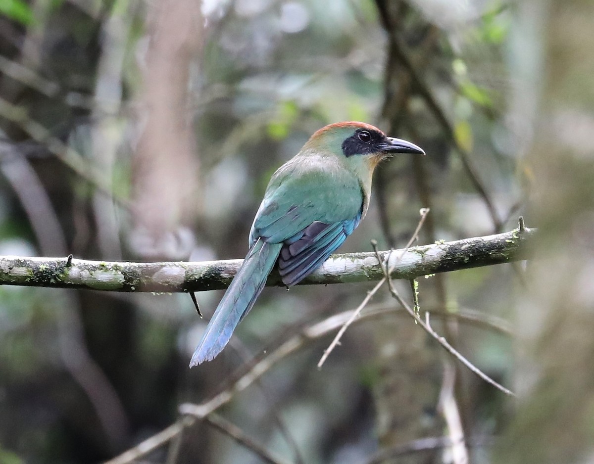 Rufous-capped Motmot - ML139394881