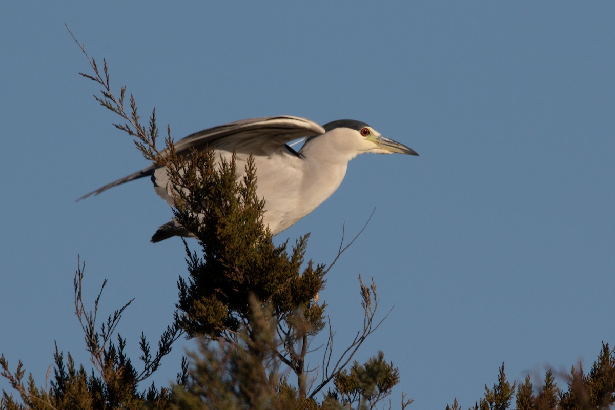 Black-crowned Night Heron - Martine Stolk