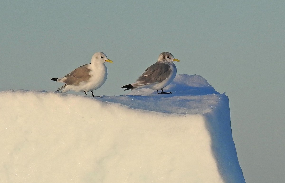 Black-legged Kittiwake - Jean Iron