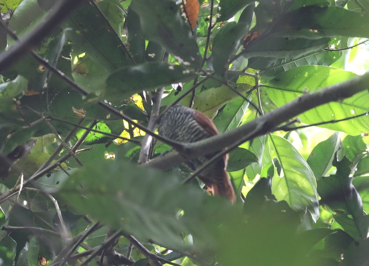 Chestnut-backed Antshrike - Rob Van Epps