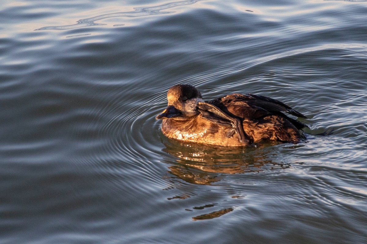 Black Scoter - Martine Stolk